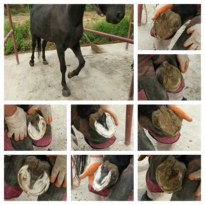 修蹄，是代養馬場提供給血清馬的一項福利。疾管署/提供