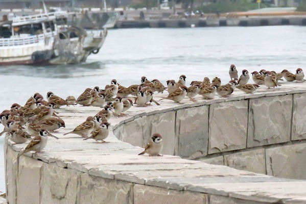 麻雀是台灣常見的野鳥之一，適應環境能力強。   蕭士塔/攝