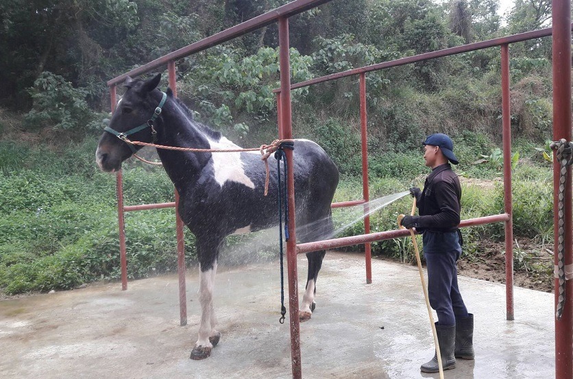 室外沖澡，看這匹血清馬的神情，應該還挺舒適。 疾管署/提供