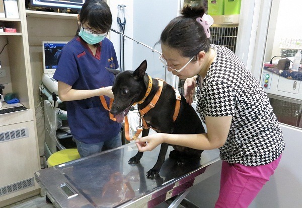 台南地區的捐血狗由馬小乖拔得頭籌，牠昨天下午完成驗血。 蕭士塔/攝