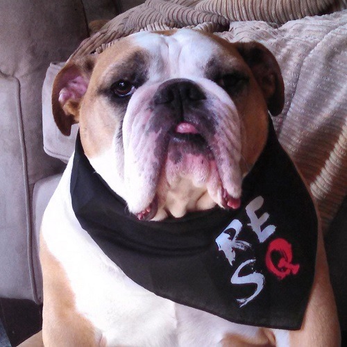 「狗狗延壽計畫」參與狗隻---- 7歲的英國鬥牛犬Mac。取自dogagingproject.com