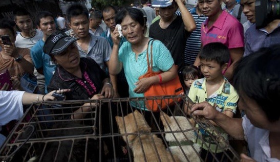 天津愛狗人士楊曉雲6 月20日趕到玉林買狗救狗，去年她共花了15萬人民幣買狗，今年只能籌到1萬5。 取自網路