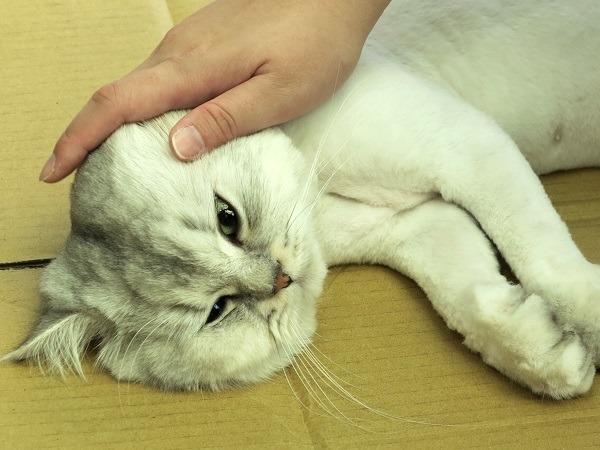 目前貓還不是動保法規範的「特定寵物」。蕭士塔/攝