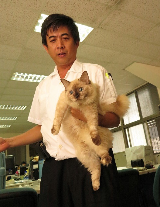 在動保團體努力下，農委會準備修法將貓納入成為特定寵物。 蕭士塔/攝