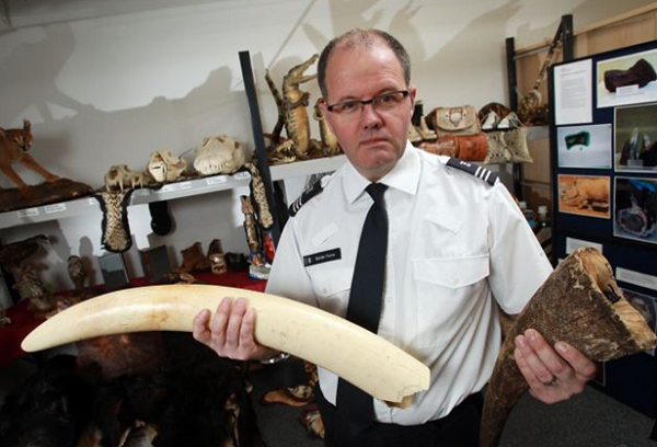 美國魚類和野生動物管理局以阻止象牙和犀牛角的不法交易為工作重點。取自網路