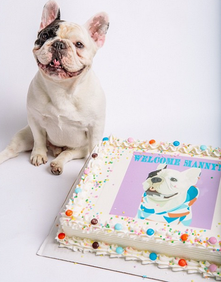 法國鬥牛犬曼尼在社群平台上的跟隨者已超出200萬，高人氣之外，牠還是有愛心的慈善家。   取自曼尼的Instagram