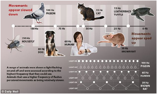 透過研究各種動物（如上圖所示），研究人員發現，生物的體重和新陳代謝率，決定了牠們如何認知移動物體或人的速度。   取自網路