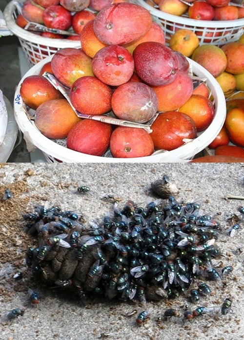 香甜可口的芒果，靠下圖裡看來有些噁心的金蠅傳播花粉。                          蕭士塔/攝