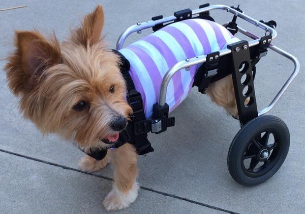 闖過鬼門關的治療犬Mango