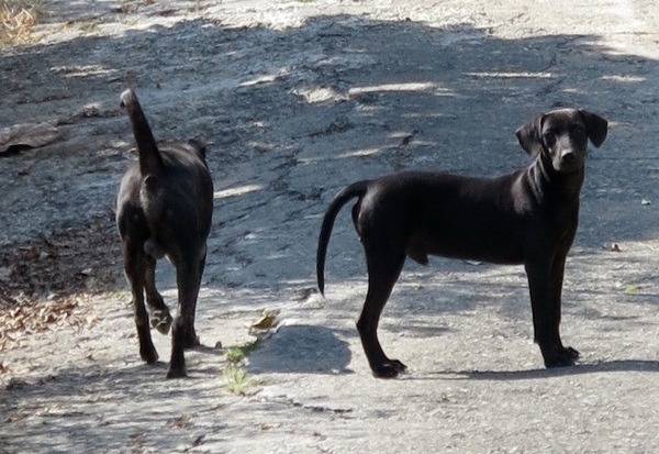 一家10隻狗全叫Many，一起吃喝、一起接受主人召喚。    蕭士塔/攝