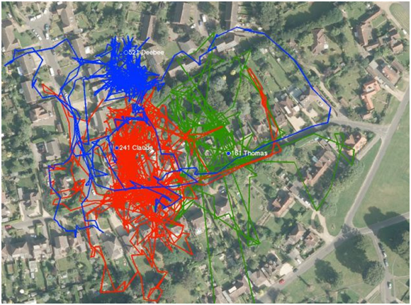 更多的行動路線將被譜繪出來，有助於了解貓對所在地環境的影響。  取自網路