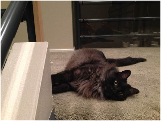 貓咪在樓梯的頂端，安逸地享受一段安靜的時間。  取自網路