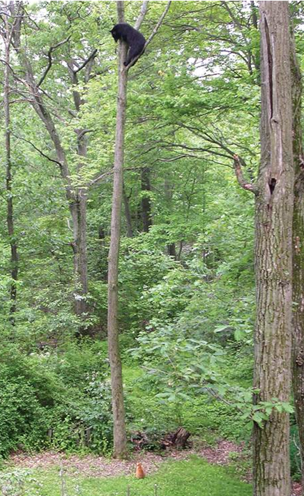 仔細看，樹上的是熊，守在樹下的是貓。