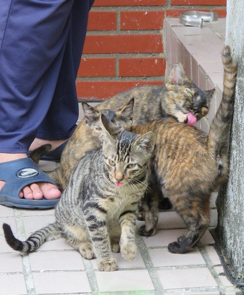 社區住戶在玄關擺放盒子讓一個野貓家庭棲身。 蕭士塔/攝