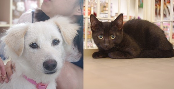 狗貓都有機會透過領養會找到新家。 無糖媽/攝