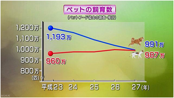 雖然2015年並未出現媒體預估的日本犬貓飼養數逆轉，但兩者幾乎並駕齊驅，貓派戰勝狗派指日可待。 取自NHK