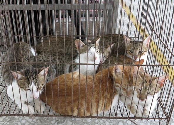 未絕育的公貓很容易四處留種，這是整窩待結紮的幼貓。    蕭士塔/攝