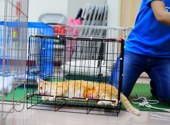 術前沒有血檢，讓流浪動物的絕育手術埋下風險，也就格外需要愛媽、志工、醫療人員層層把關，守護牠們的健康和安全。  江幸芸/攝
