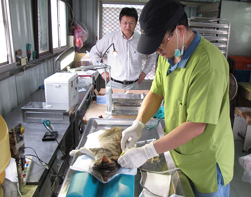 補助流浪犬貓進行絕育，才能有效管理流浪動物。   台南市動保處/提供