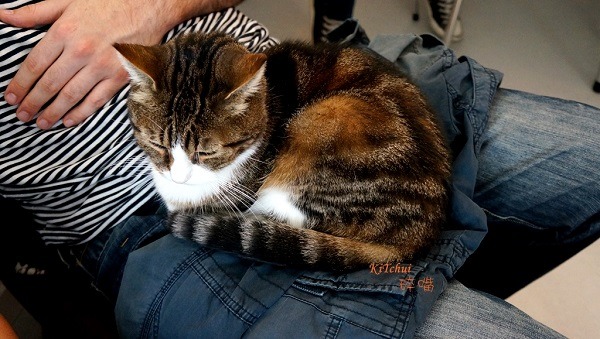 貓奴求之不得的寵幸：躺大腿。 KiTchui/攝