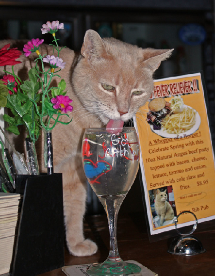 貓市長對遊客很具有吸引力。  取自ktna.org 