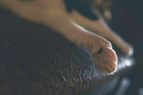 貓奴看著這雙很會推推的爪子，不免會憶起有多少物品是因它們而損毀!   林猷威/攝