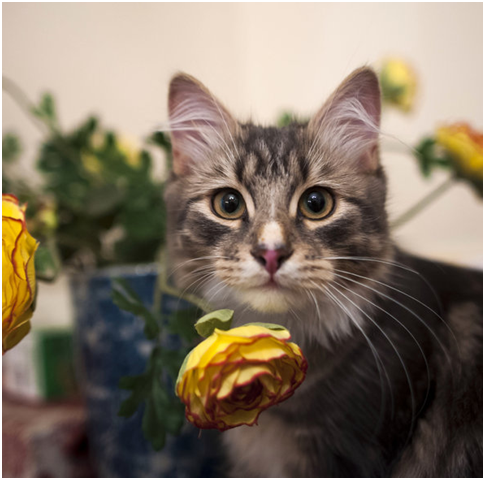 新聞媒體撰寫有關貓的題材,多少基於商業考量和競爭 取自網路