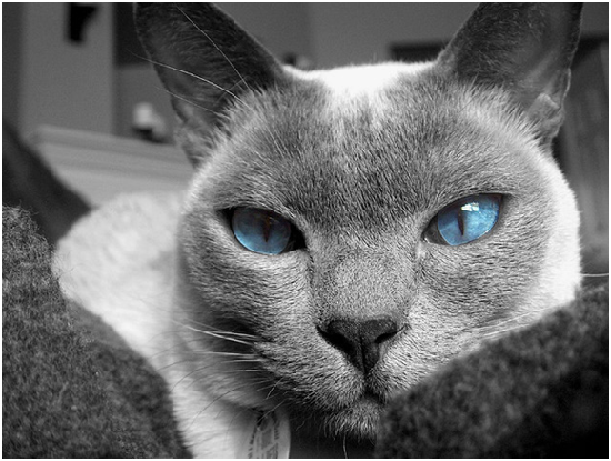 如果你的成貓突然變成了藍眼睛，請提高警覺，帶牠去看獸醫師。  取自WIX.com