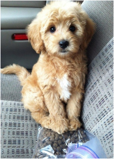 為了搶救困在高溫車廂內的狗，田納西州規定救援者可以破窗而入，並且免負民事賠償責任。  取自網路