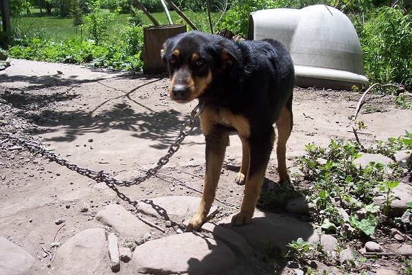 密蘇里州春田市已規範不可以拴狗超過30分鐘。  取自網路