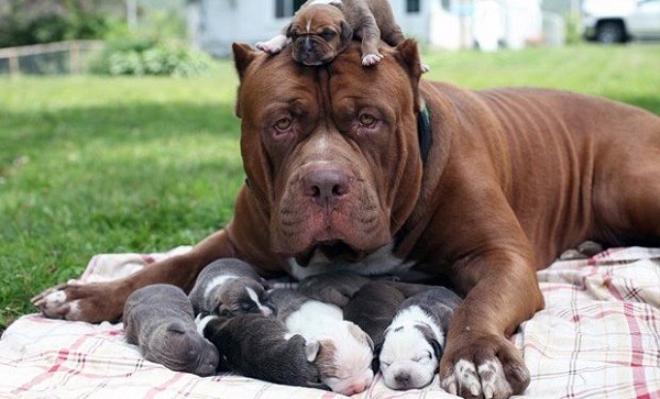 在美國的50州裡，已有19州嚴禁歧視比特犬和打破飼養禁令。 取自網路