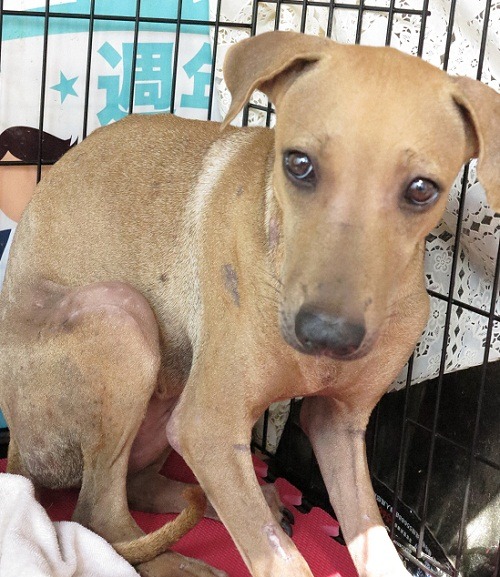 被不明人士從公寓5樓丟下造成粉碎性骨折的妹妹，遇到陌生人仍緊張驚惶。蕭士塔/攝