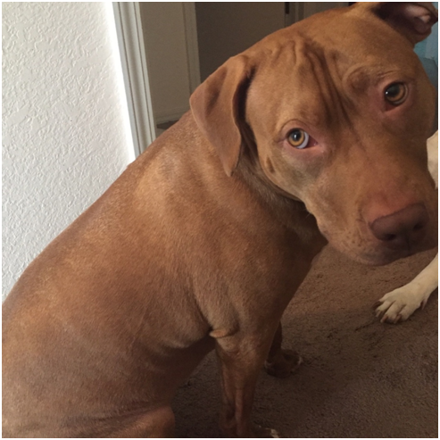 自收容所救援的比特妹妹,是隻吃便狗。何昱文/提供