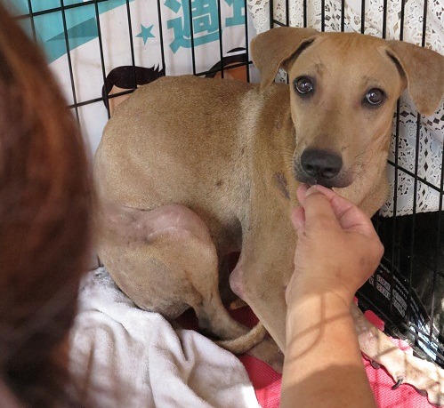 看到照料牠的徐滿惠，妹妹才顯安心。    蕭士塔/攝