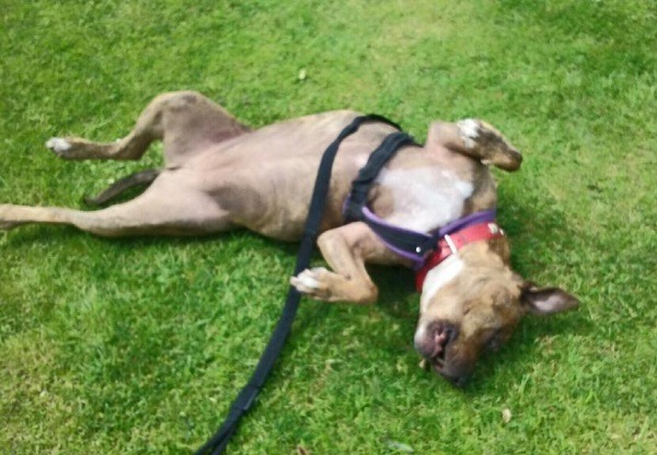 Freya找到家後有多開心? 看牠這張在新家拍的照片,就可以知道。 取自網路