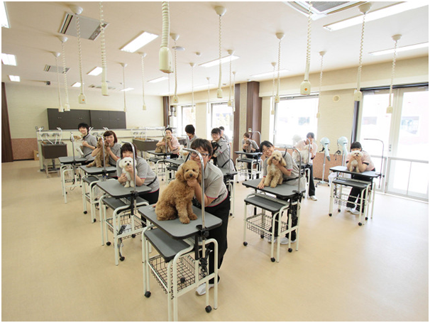 即使不繁殖、不飼養，日本學校依然能夠透過招募，建立豐富的模特兒犬會員系統供學生練習。 取自ECO部落格