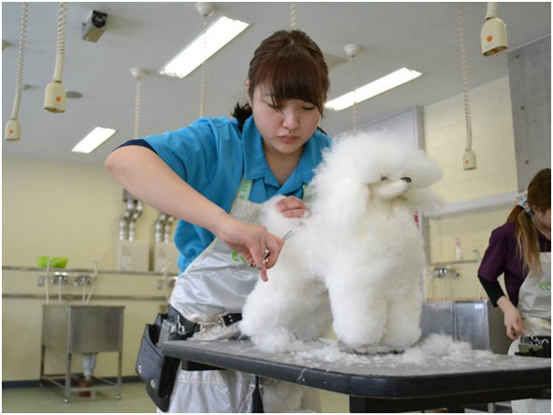 ECO的一年級檢定考使用模型犬。模型犬毛質與貴賓相似，且不受時間限制，有助學生熟悉基本造型，提升自信。 取自ECO臉書