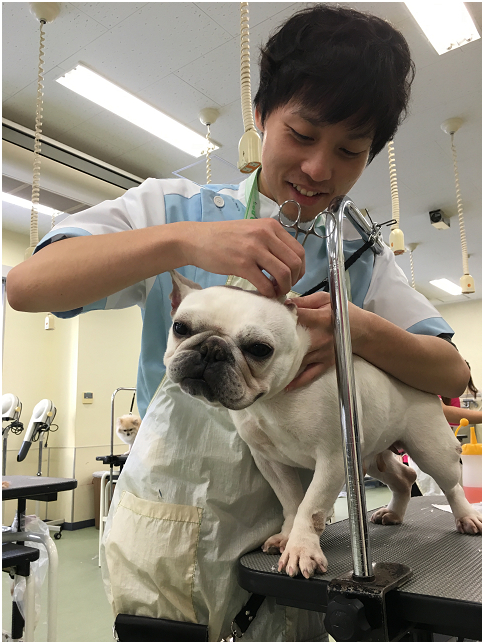 模特兒犬不能有攻擊性，還得喜愛人類觸摸，並非所有狗兒都足以擔當大任。 取自ECO部落格