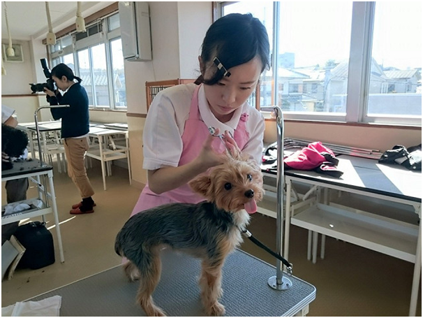 雪納瑞和約克夏這類必須沿耳朵形狀修剪的犬種，相對上較容易發生利刃割傷的失誤。 取自京都動物專門學校臉書