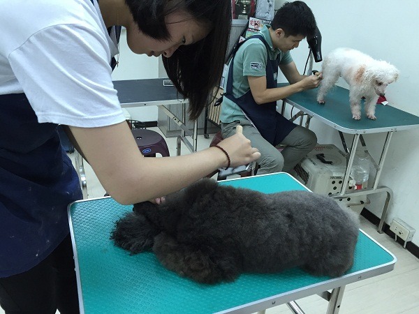 美容室小小的坪數,創造毛孩兒大大的幸福空間,美容師功不可沒∼