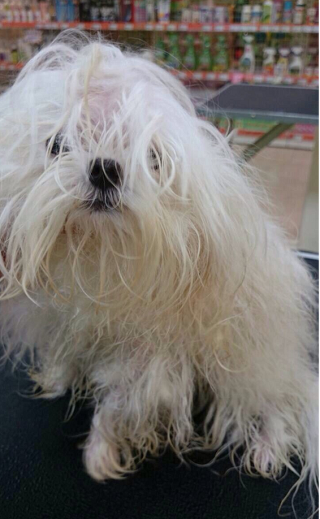 美容前,這隻瑪爾濟斯犬毛髮打結嚴重。