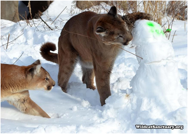 兩隻大獅子在雪地裡玩得不亦樂乎,好像兩隻小貓。取自Wildcat Sanctuary