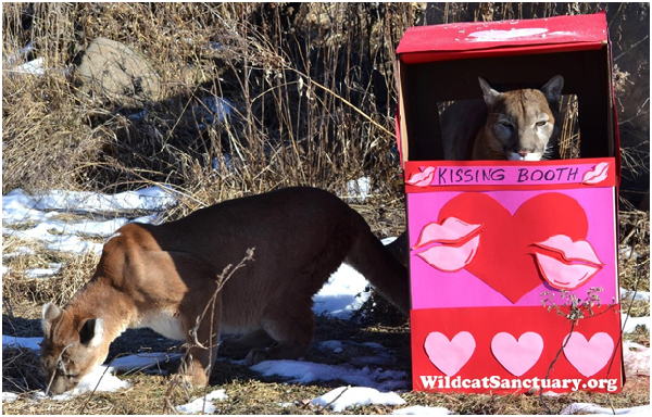 兩隻美洲獅生活的「野貓避難所」,以終止野生動物淪為寵物為使命。取自Wildcat Sanctuary