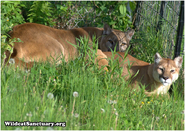 勇敢的莉玻緹在前,膽小的拉賈緊隨其後。取自Wildcat Sanctuary