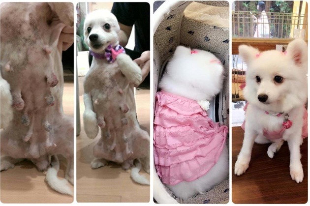 被繁殖場丟出的「萌萌」，有著過度生育的生理徵兆，礙眼的乳腺瘤(左一、左二)經過切除和美化手術，現在牠真的是美美的萌主(右一、右二)。  林靚/提供