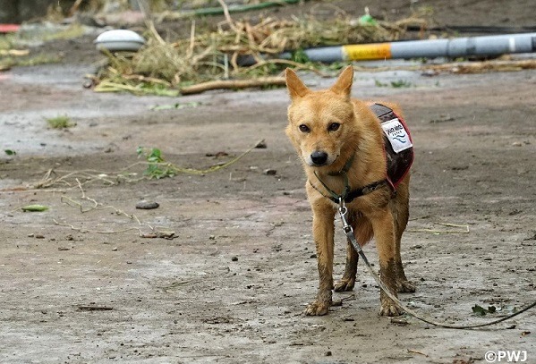 8月8日下午在新店區沿岸尋找失蹤林男的夢之丞。 取自PWJ