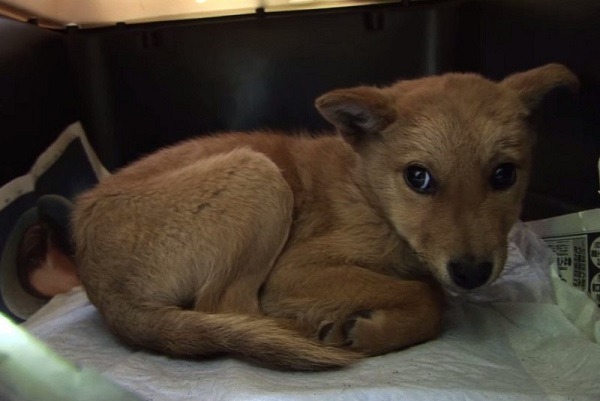 PWJ剛從收容所救出夢之丞時，牠對一切顯得極度恐懼。 取自PWJ