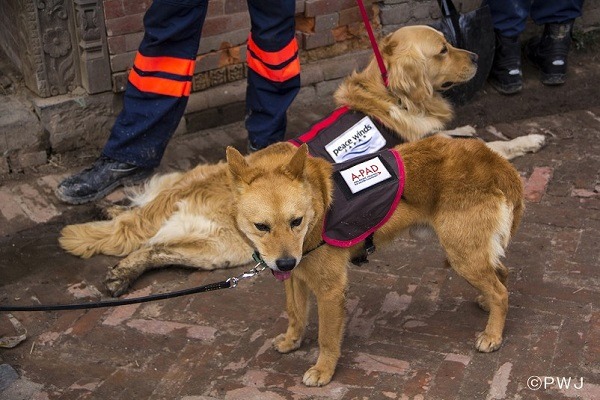 2015年4月尼泊爾地震時，夢之丞和浩克也曾赴當地搜救。 取自PWJ