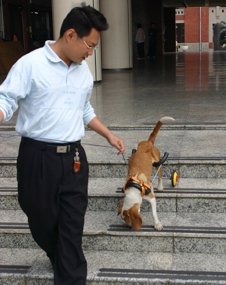 獸醫師張榮良自行設計輪椅為米格復健。蕭士塔/攝