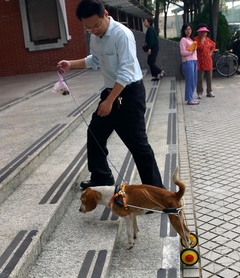 當年獸醫師張榮良自製輪椅為米格復健。 蕭士塔/攝